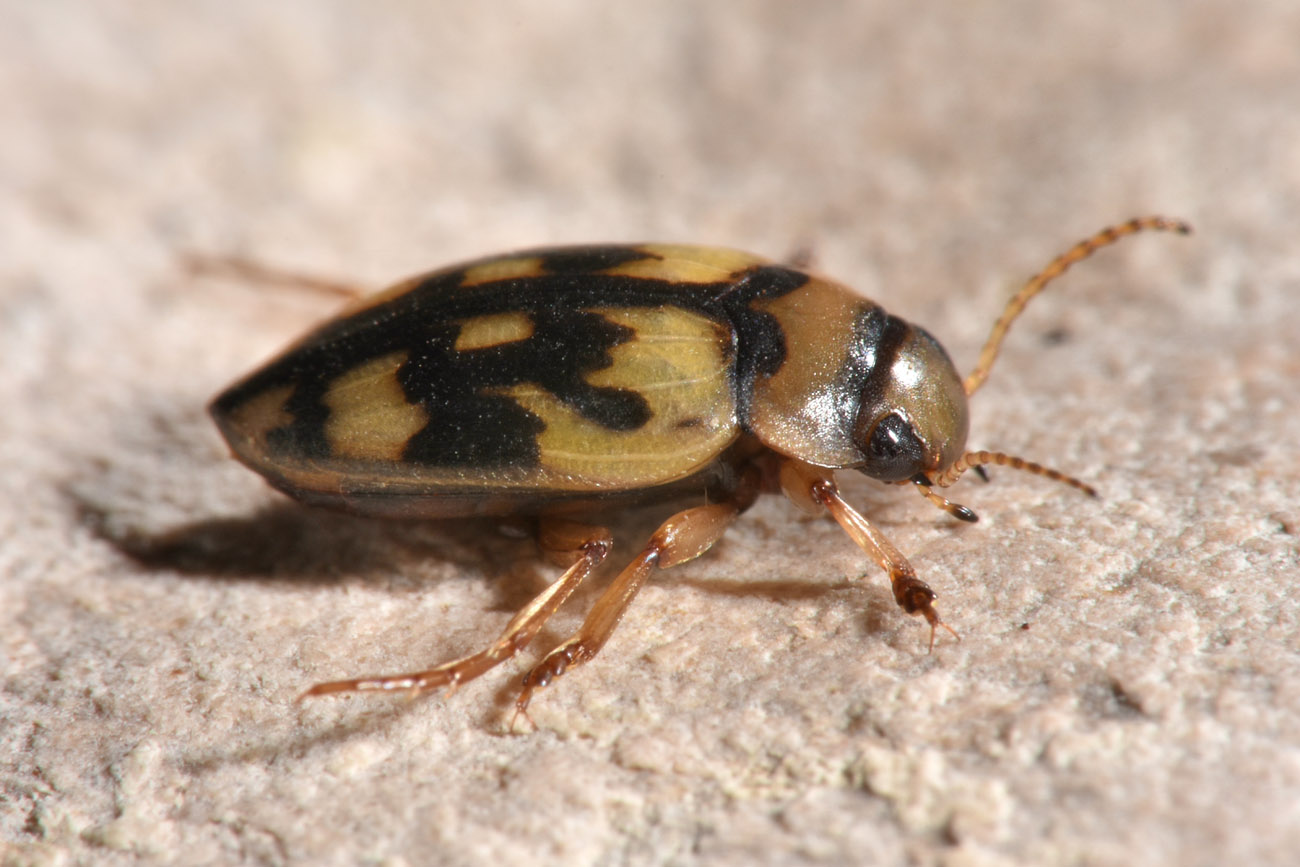 Dytiscidae:   Nebrioporus sansii?  Sì !